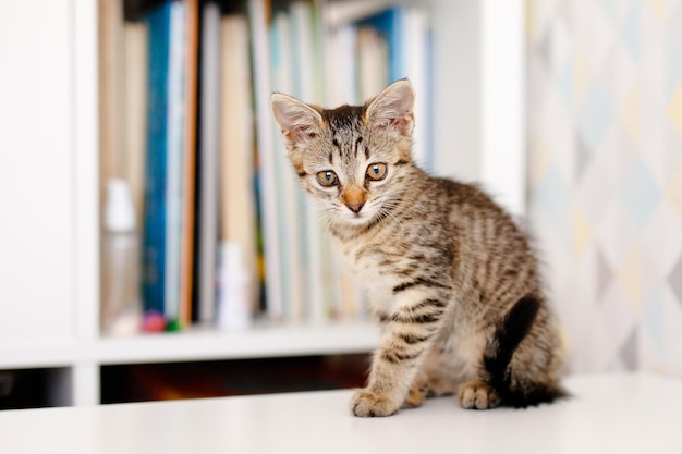 Un gattino a strisce si siede su un tavolo bianco vicino a uno scaffale di libri. Comfort di casa