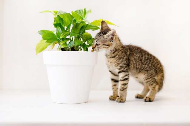 Un gattino a strisce siede su un tavolo bianco, annusa un fiore in un vaso e gioca. Concetto di comfort domestico