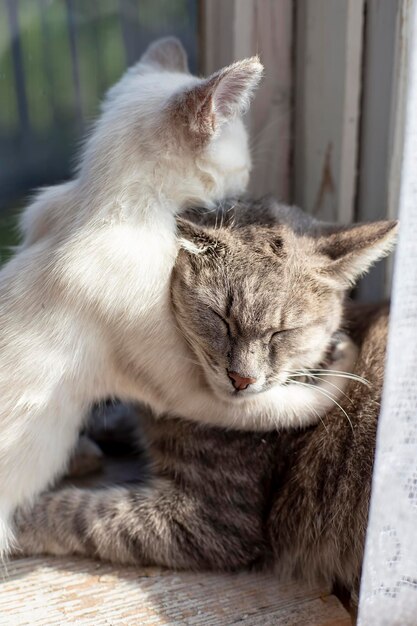 Un gattino abbraccia una mamma gatto, su un davanzale vicino alla finestra, sotto il sole, in una casa di paese.