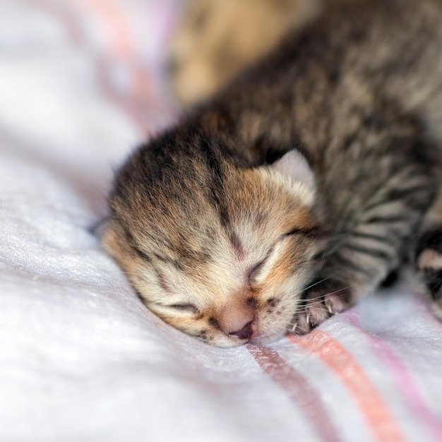 Un gattino appena nato