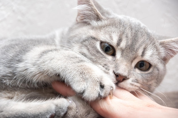 Un gattino arrabbiato morde il proprietario Un piccolo gattino grigio giocoso morde la mano di una donna caucasica e guarda la telecamera