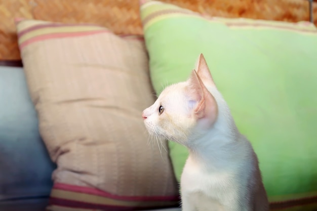 Un gattino bianco che osserva via con la priorità bassa dei cuscini.