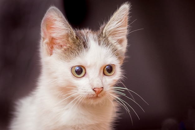 Un gattino bianco con grandi occhi sul buio