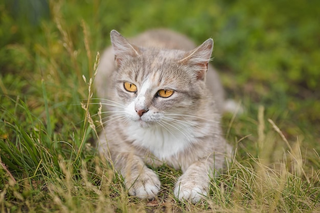 Un gattino bianco grigio con strisce giace nell'erba in una giornata di sole