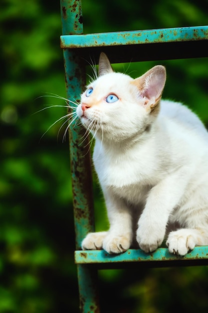 Un gattino bianco si siede su una scala in giardino in una soleggiata giornata estiva e guarda con interesse Bellissimo animale domestico dagli occhi azzurri