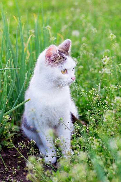Un gattino bianco tra le erbe fresche verdi nel giardino