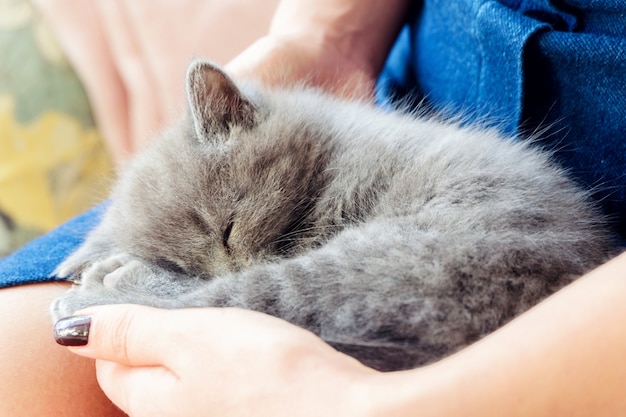 Un gattino british shorthair