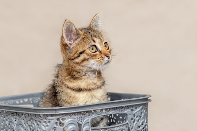 Un gattino carino con uno sguardo curioso siede in una scatola di plastica