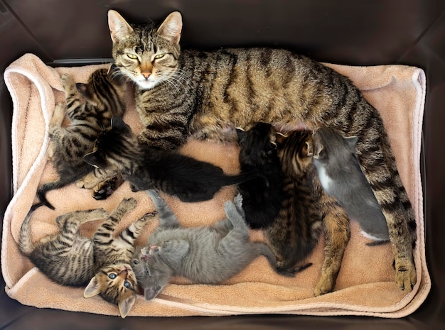 Un gattino carino e la madre gatto