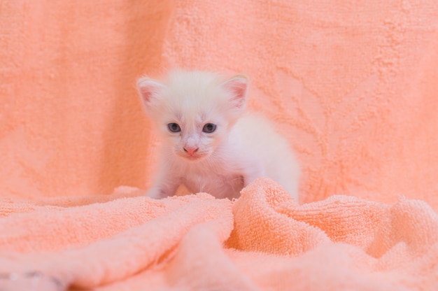 Un gattino carino in un mucchio di panni