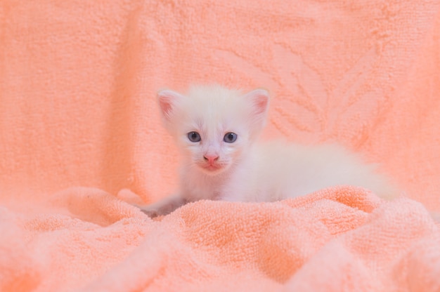 Un gattino carino in un mucchio di panni