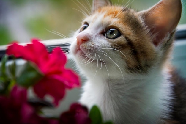 Un gattino che guarda un fiore