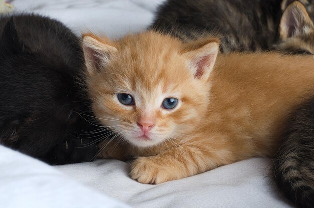 Un gattino con gli occhi azzurri