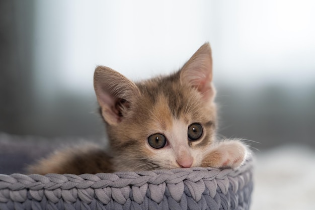 Un gattino con grandi occhi verdi sorpresi si siede in un cestino da compagnia grigio. L'animale ha messo un piede bianco sul bordo del cestino. Primo piano, sfondo sfocato.