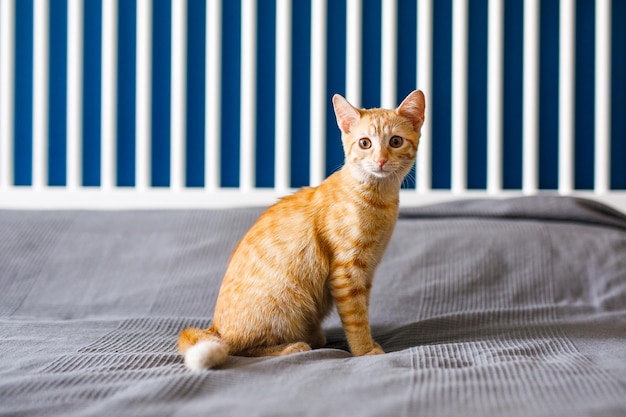 Un gattino dai capelli rossi con orecchie enormi si siede su un letto con una coperta grigia e si guarda intorno