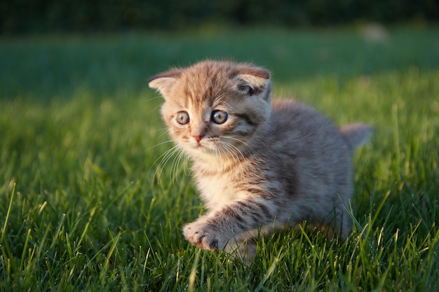 Un gattino dai capelli rossi si siede, corre e gioca nell'erba verde succosa, guarda di lato e muove la zampa