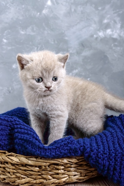 Un gattino diritto scozzese piccolo lilla in un cestino. Il gattino guarda attentamente.