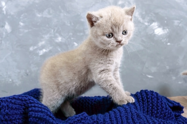 Un gattino diritto scozzese piccolo lilla in un cestino. Il gattino guarda attentamente.