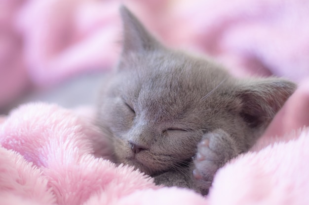 Un gattino dorme su una coperta rosa.