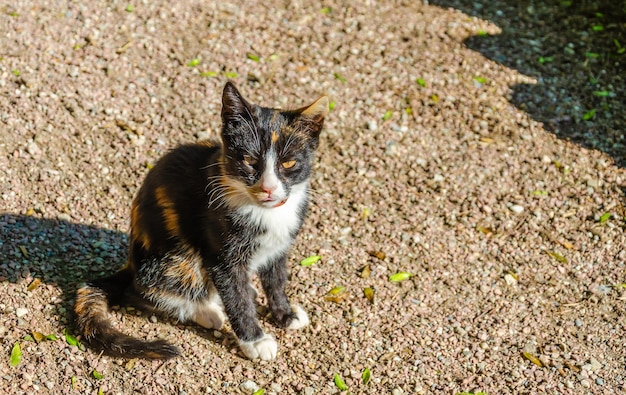 Un gattino è seduto per terra in un giorno d'estate.