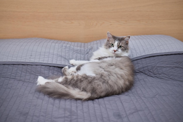 Un gattino giace su un divano sulla schiena e guarda la telecamera