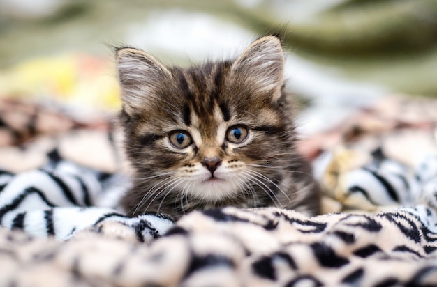 Un gattino giace sul letto