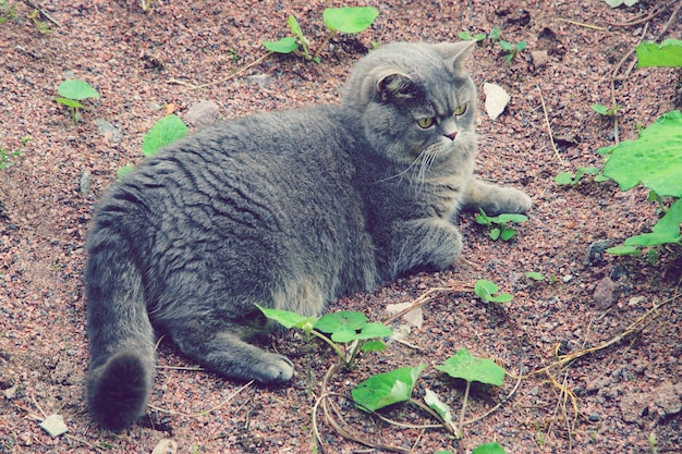 Un gattino grigio di razza britannica giace a terra.