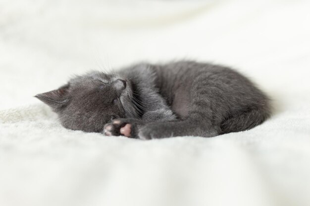Un gattino grigio dorme su un copriletto leggero
