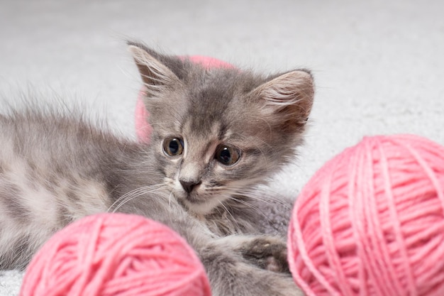 Un gattino grigio guarda di lato con occhi spaventati