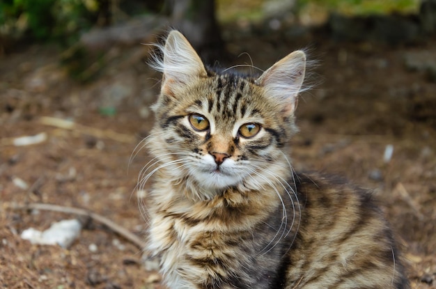 Un gattino grigio per strada guarda la telecamera.