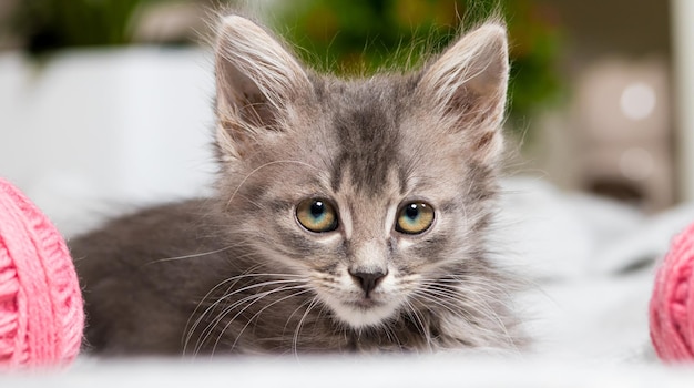 Un gattino guarda attentamente nella telecamera sdraiato sul tappeto