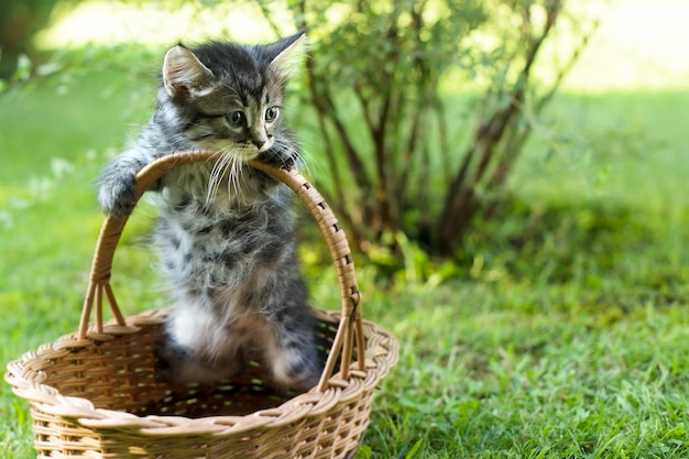 Un gattino in una cesta sull'erba, d'estate.