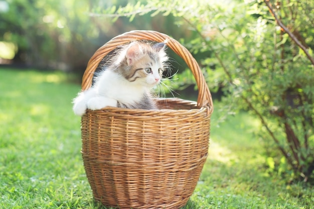 Un gattino in una cesta sull'erba, d'estate.