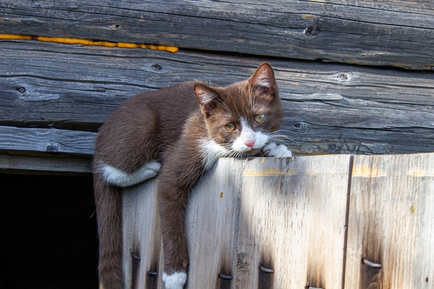 Un gattino marrone è seduto sulla porta di legno di una casa in legno sulla strada. Un gattino di nome Busia. Il gattino sta giocando