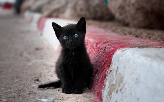 un gattino nero con gli occhi blu si siede su un muro di mattoni