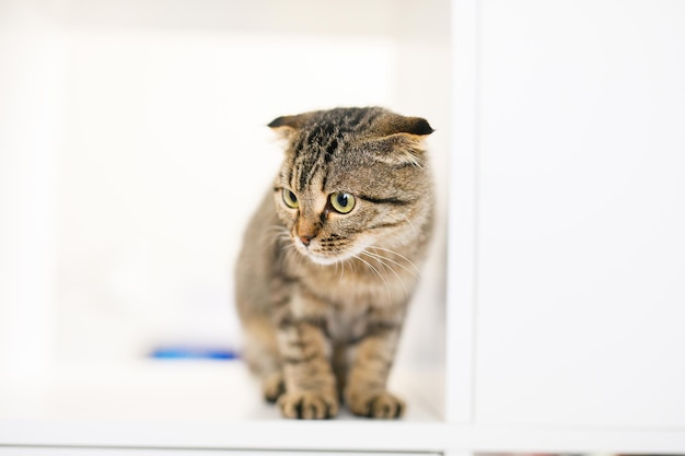 Un gattino scozzese dalle orecchie pendenti siede su una grande rastrelliera bianca, cercando qualcosa con occhi predatori. Posto per il testo