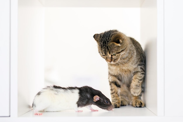 Un gattino scozzese dalle orecchie pendenti siede su una grande rastrelliera bianca con un ratto, cercando qualcosa con occhi predatori. Posto per il testo