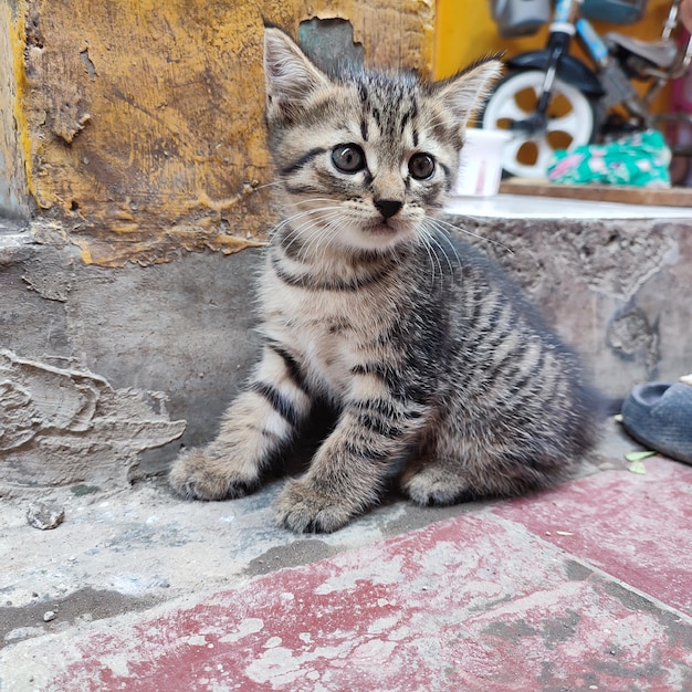 Un gattino si siede su un marciapiede davanti a un muro con un cartello che dice "ti amo".