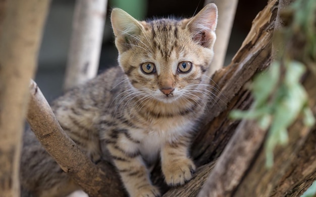 un gattino si siede su un ramo d'albero con uno sfondo verde