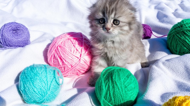 Un gattino soffice è seduto tra gomitoli di lana multicolori su un letto bianco Calendario