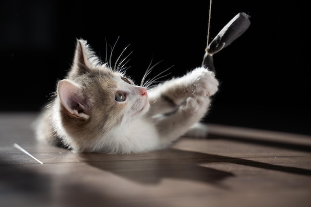 Un gattino tricolore giace sul pavimento di legno e cerca di prendere un fiocco su una corda. Giocattoli preferiti per animali domestici.
