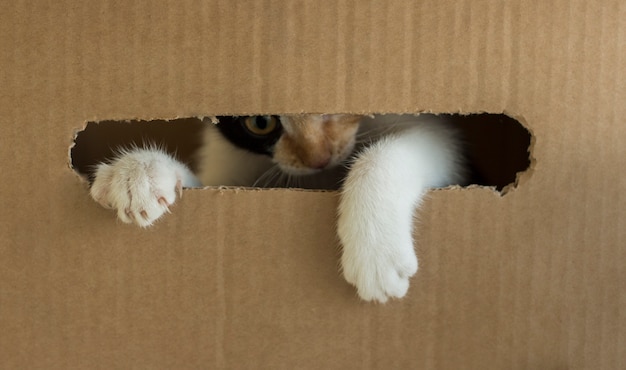 Un gattino tricolore rosicchia una scatola di cartone. Kitty mise la zampa fuori dalla scatola.