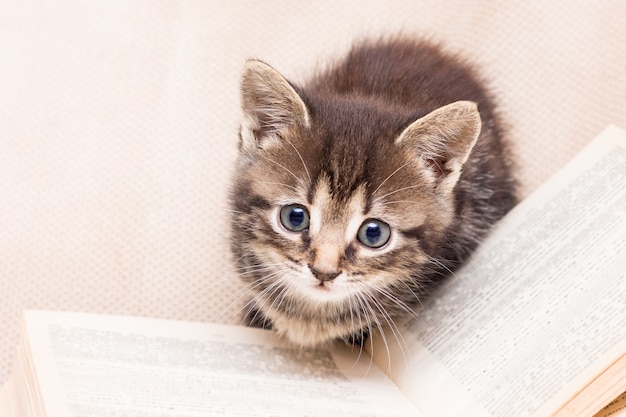 Un gattino vicino a un libro aperto. Manuale di cacciatore e pescatore