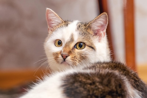 Un gatto a macchie bianche giace nella stanza e guarda indietro