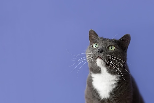Un gatto a pelo corto su sfondo blu Ritratto Animali domestici Copia spazio