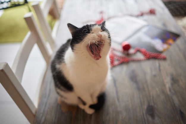 Un gatto a pelo corto tabby marrone che sbadiglia con la bocca spalancata