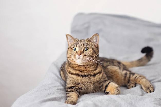 Un gatto a strisce è sdraiato sul letto. Sfondo grigio. Riposo e rilassamento. Copia spazio