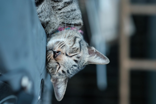 Un gatto a strisce grigie è sdraiato sul pavimento con un umore pigro Sta guardando qualcosa