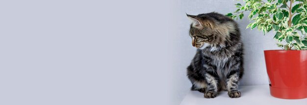 Un gatto a strisce grigie