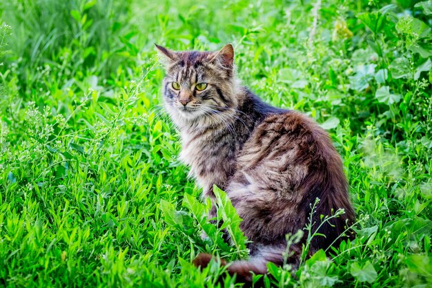 Un gatto a strisce lanuginoso si siede sull'erba verde